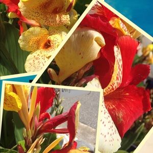 Meet your Posher, Bernice